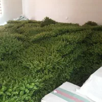 نصب اجرا فروش پنل گرینوال گرین وال شمشادی|گل مصنوعی|تهران, بروجردی|دیوار