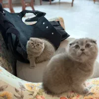 اسکاتیش فولد بلو دوماهه