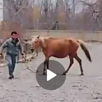 نریان ترکمن کورسی با مدرک|اسب و تجهیزات اسب‌سواری|مشهد, شهرک صنعتی توس|دیوار