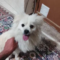 سگ پامر
