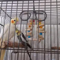 عروس و کوتوله جفت مولد