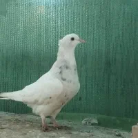 طوقی کرمانشاه|پرنده|رامیان, |دیوار