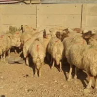 گوسفند حیوانات مزرعه