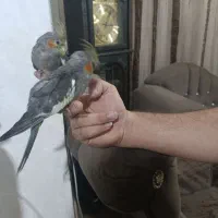 دوتاجوجه عروس هلندی کاملاسرحال دوتاباهم۱/۲۰۰|پرنده|اهواز, کوی سعدی|دیوار