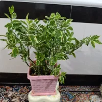 گل پدیلانتوس سرحال