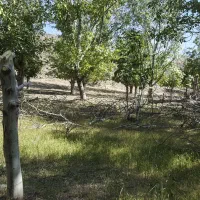 فروش باغ بر جاده اصلی باامکان ساخت ویلایاواحدصنعتی