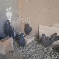 کفتر اصفهانی