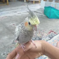 عروس هلندی دستی