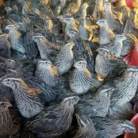 بلدرچین ۵۰ روزه وزن ۲۷۰ گرم فول زیر قیمت کل بازار