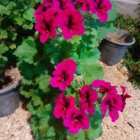 فروش گل  و نشای انواع گوجه و انواع فلفل و بادمجان