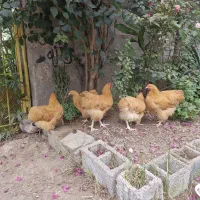 خروس اورپینگتون