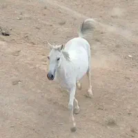 فروش اسب مادیان ترکی|اسب و تجهیزات اسبسواری|شهرضا, |دیوار