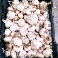 البالو سیر بادام سرکه