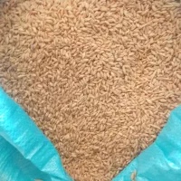 گندم اذر2 بذری