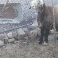 میش