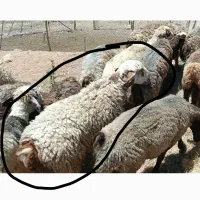 قوچ چینی جوان