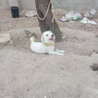 توله سگ پاکوتاه