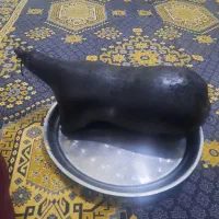 هیزه