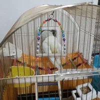 عروس هلندی رام اهلی