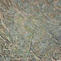 یونجه مخصوص خرگوش