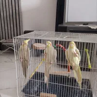 جوجه هلندی دستی حرف میزنن آروم وباادب