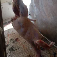 بوقلمون برنزه|حیوانات مزرعه|ابهر, |دیوار