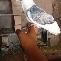 کفتر بلژیکی