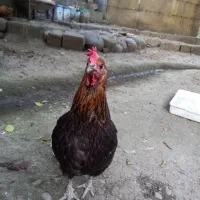 مرغ تخم گذار