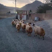 ۲۳راس میش سنجابی داشتی