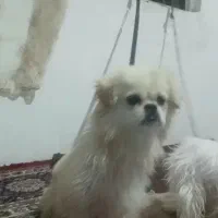 سگ اشپیتز ماده