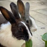 خرگوش|موش و خرگوش|قره ضیاالدین, |دیوار