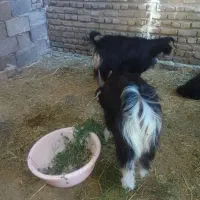 یه جفت بزنروماده
