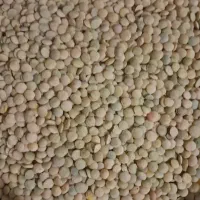 عدس درشت۱۸۰