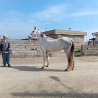 مادیان آخال تکه|اسب و تجهیزات اسب‌سواری|گنبد کاووس, |دیوار