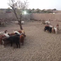 بز گیسه کره نری|حیوانات مزرعه|زرند, |دیوار