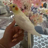 فروش عروس کاملا رام و دستی|پرنده|مشگین شهر, |دیوار