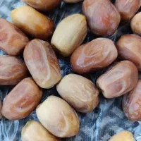 فروش خرمای دیری