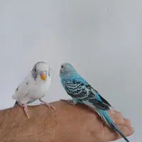 مرغ عشق|پرنده|بروجرد, |دیوار