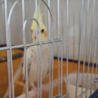 عروس هلندی