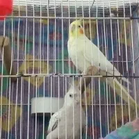 عروس هلندی ایزابلا و لوتینو