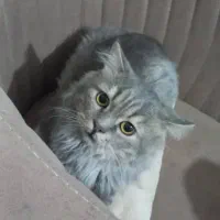 گربه پرشین 2 سال