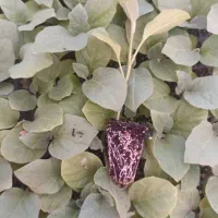 نشا گوجه، بادمجان و فلفل با ارسال سراسری