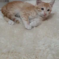 واگذاری ۳ بچه گربه نر و ماده