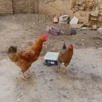 مرغ
