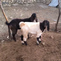 بز و بزغاله اصیل|حیوانات مزرعه|کرمانشاه, |دیوار