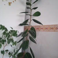 گل نو فیکو  تماس پاسخگو هستیم 750000