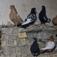 کبوتر رنگی ۲۰ عدد تقریبا حراج