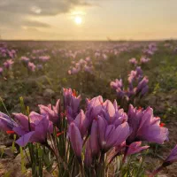 فروش-چند-هکتار-زمین-مزروعی-باغ-میمی-و-زعفران
