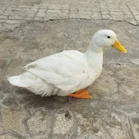 اردک نر