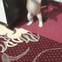 واگذاری گربه کوچک